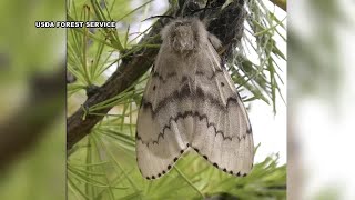 Wisconsin DNR finalizes aerial spraying locations for spongy moth caterpillars