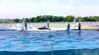 京都水族館 / イルカのショーパート2  Kyoto Aquarium / Dolphin Show Part-2