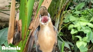 思いっきりあくびをしたら 目がギンギンに冴えてきたヒロハシサギ。Heron Yawn 神戸どうぶつ王国