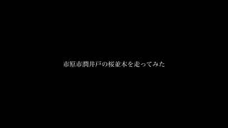 市原市潤井戸の桜並木を走ってみた