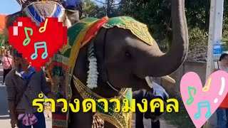 รำวงดาวมงคล🐘😝🎶พลายดาวมงคล 🎶🐘🩷เพื่อความบันเทิง 🩷🐘🎶หมูดาวสร้างความสุข🎶🐘🩷