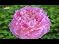 4k ultra hd シャクヤクの開花 タイムラプス peony blooming time lapse