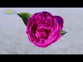 4k ultra hd シャクヤクの開花 タイムラプス peony blooming time lapse