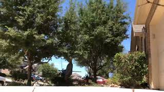 Live Oak Tree Pruning Time Lapse In Buda, Texas