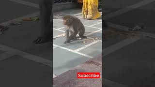 funny monkey #funnyvideo #funny #viral #viralshorts