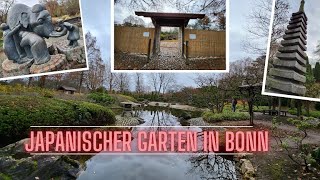 Eine Oase im Park Rheinaue | Der japanische Garten im Winter | Bonn Sehenswürdigkeiten