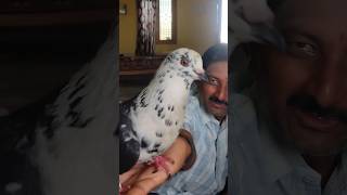 ❣️🕊మన గౌరీ గాడు అద్దం కోసం ఆరాటం🕊❣️ | pet pigeon |