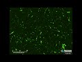 gfp plasmid in ipsc npcs gfp only