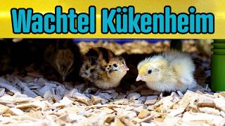 Tutorial: Wachtel Kükenheim einrichten