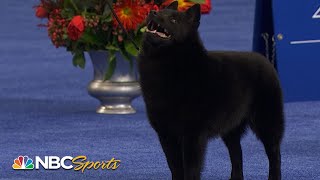 National Dog Show 2022: Non-Sporting Group (Full Judging) | NBC Sports