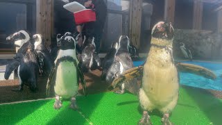 2021/03/06 ケープペンギンの給餌@名古屋港水族館