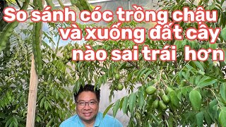 So sánh cóc trồng chậu và xuống đất cây nào sai trái  hơn@nhungphancuocsongmy