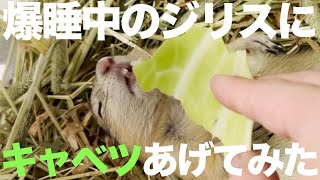 爆睡中のほっち君にキャベツをあげたら可愛いすぎた！Giving cabbage to sleeping Hotch, was too cute to handle!【リチャードソンジリス日記】＃7