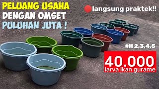 HARI KE 2,3,4,5‼️PERAWATAN BENIH IKAN GURAME 40.000