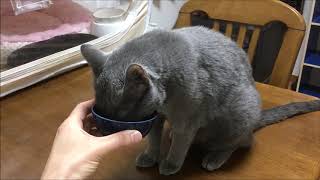 間食のカリカリ、あっという間に完食のロシ子。－2019.9.6 PM18:01－