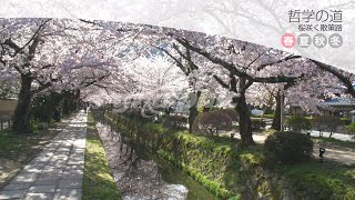 【京都素材レンタルサービス】哲学の道／桜咲く散策路【京都】