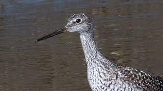 Greater Yellow-Legs