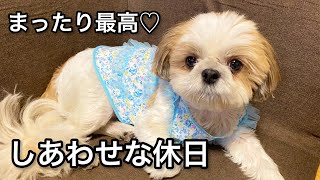 【シーズー】飼い主と犬の幸せすぎる休日♪｜vlog