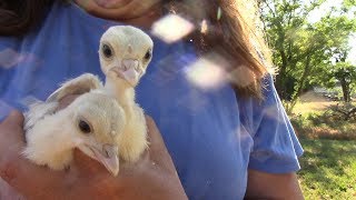 Tom or Hen Turkey Poult?  How To Tell the Difference