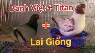 Mua Bồ Câu Banh Kiểng Về Cho Ghép Cặp Với Bồ Câu Titan Xám Đá.