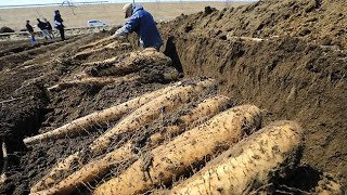 越冬の川西ナガイモ 　甘み強く上々　十勝で春掘り開始