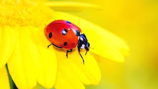 2 HOURS ULTIMATE SPRING BUGS & INSECTS STRESS RELIEF CLASSICAL MUSIC FOR CALMING