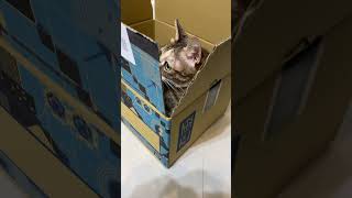 鏟屎官的都市傳說之一@箱子會長貓」#cat #catfunnyvideo #catvideos #貓 #貓咪 #萌寵 #chu