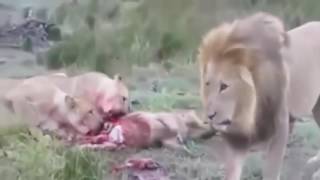 【野生動物】ライオンが妊娠中の豚を狩りお腹の中の豚までも食べる衝撃映像 Animal Attack hunting 閲覧注意・48