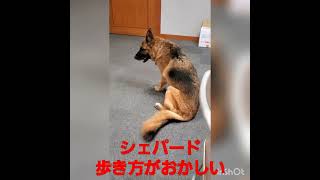 堺市 犬の動物病院 シェパードの腰が低い 後ろ足 歩き方がおかしい #shorts