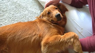 【Red Golden Retriever】 Puppy Vlog🥰 Summer Day with 7 Month Old Puppy🐶