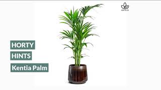 Howea Kentia Palm Houseplant Care Tips