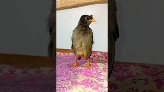 আমার পোষা শালিক পাখি। birds। pets