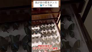 我が家の標本タンスチョウ編#昆虫標本