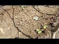 kantola farming in gujarat કંટોલા ની ખેતી spiny gourd farming ककोड़ाफार्मिंग vegetable