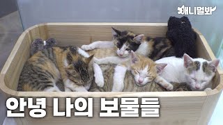 [감동주의] 고양이 엄마가 보내는 마지막이야기 안녕 나의 소중한 새끼들에게 | Wait to be touched. Mother Cat’s last word to the babies