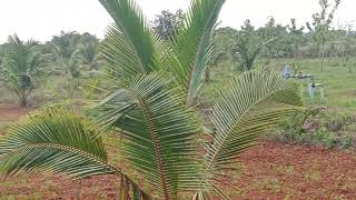 6 Acre agriculture farm land for sale malavalli