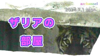 【旭山動物園アムールトラ】新しい放飼場にザリアが初めて登場する？新しいもうじゅう館のかたち