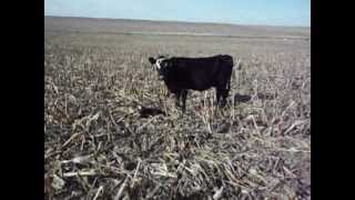 Tagging a newborn calf