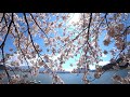 河口湖　「桜まつり：富士山と桜」