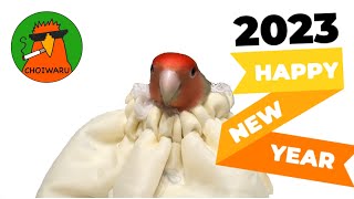 巾着インコセセリ♂新年のご挨拶【関西弁インコ】