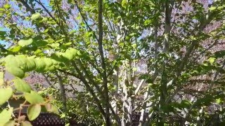 Katsura Tree / Cercidiphyllum japonicum