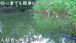 初心者でも簡単に釣れる魚