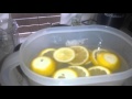 Download Lose Weight Fast with LEMON, GINGER Weight Loss Detox Tea In Mp4 3Gp Full HD Video