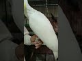 Sulphur-Crested Cockatoo and Yellow Ringneck chicks