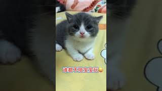 OMG So Cute Cats ♥ Best Funny Cat ❤️🐈Videos 2021 #1500