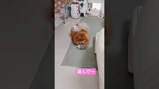 カシャカシャハリネズミ#pomeranian #ポメラニアン＃カシャカシャおもちゃ＃ハリネズミ＃ぬいぐるみ