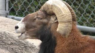 Mouflon (TENNOJI ZOO, Osaka, Japan) November 3, 2017