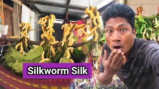 Silkworm Silk Northeast Hindi