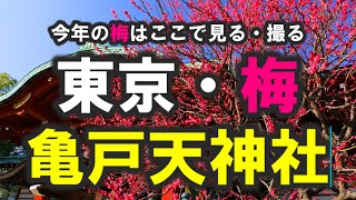 【風景写真・東京・梅名所／亀戸天神社】梅を見る、写真を撮る絶好の場所がわかります。大原英樹・撮影