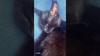 Kot chrapie - The cat is snoring